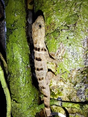 Gonatodes concinnatus