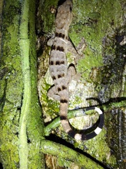 Gonatodes concinnatus