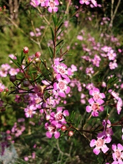 Chamelaucium uncinatum
