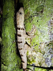 Gonatodes concinnatus