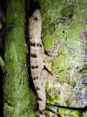 Gonatodes concinnatus