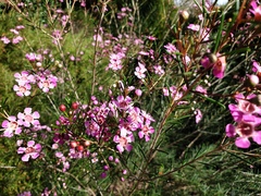 Chamelaucium uncinatum