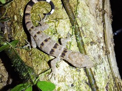 Gonatodes concinnatus