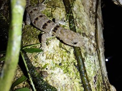 Gonatodes concinnatus