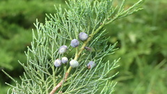 Juniperus sabina sabina