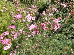 Chamelaucium uncinatum