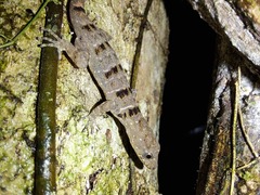 Gonatodes concinnatus