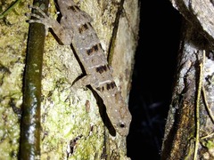 Gonatodes concinnatus