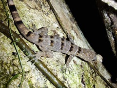 Gonatodes concinnatus