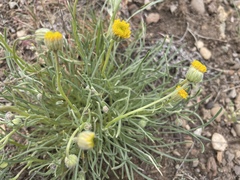 Erigeron bloomeri bloomeri