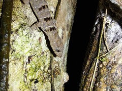 Gonatodes concinnatus