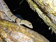 Gonatodes concinnatus