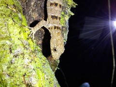 Gonatodes concinnatus