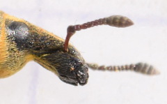 Cyphocleonus trisulcatus