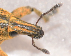 Cyphocleonus trisulcatus