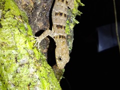 Gonatodes concinnatus