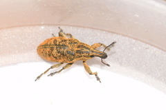 Cyphocleonus trisulcatus