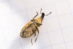Cyphocleonus trisulcatus