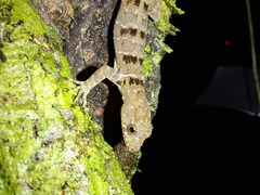 Gonatodes concinnatus