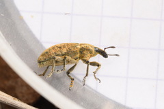 Cyphocleonus trisulcatus