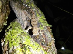 Gonatodes concinnatus