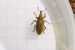 Cyphocleonus trisulcatus