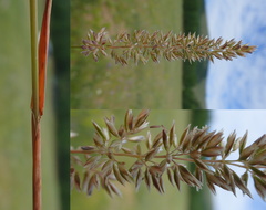 Koeleria macrantha macrantha