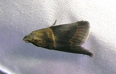 Acrobasis demotella