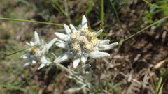 Leontopodium campestre