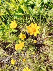 Eriophyllum lanatum integrifolium