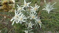 Leontopodium campestre