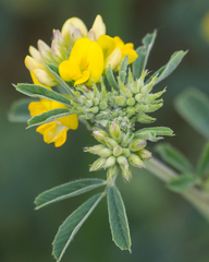 Medicago falcata