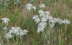 Leontopodium campestre