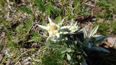 Leontopodium campestre