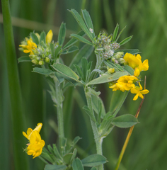 Medicago falcata
