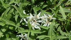 Leontopodium campestre