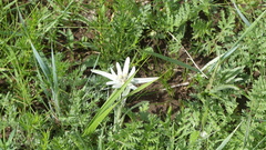 Leontopodium campestre