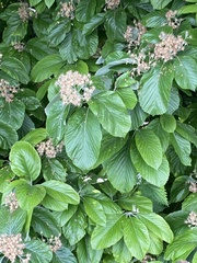 Aria edulis