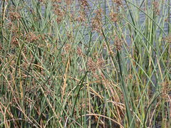 Schoenoplectus tabernaemontani image