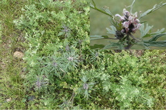 Leonurus sibiricus sibiricus