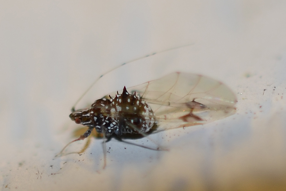 Drepanaphis carolinensis