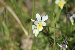 Viola tricolor curtisii