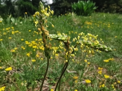 Plantago alpina
