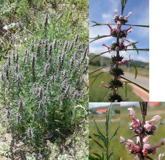 Leonurus sibiricus sibiricus