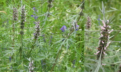 Leonurus sibiricus sibiricus