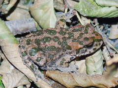 Bufotes pewzowi