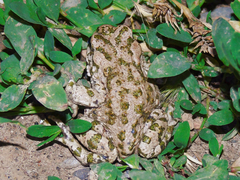 Bufotes pewzowi