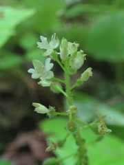 Circaea alpina pacifica