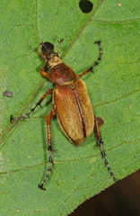 Macrodactylus subspinosus