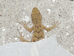 Mediodactylus russowii
